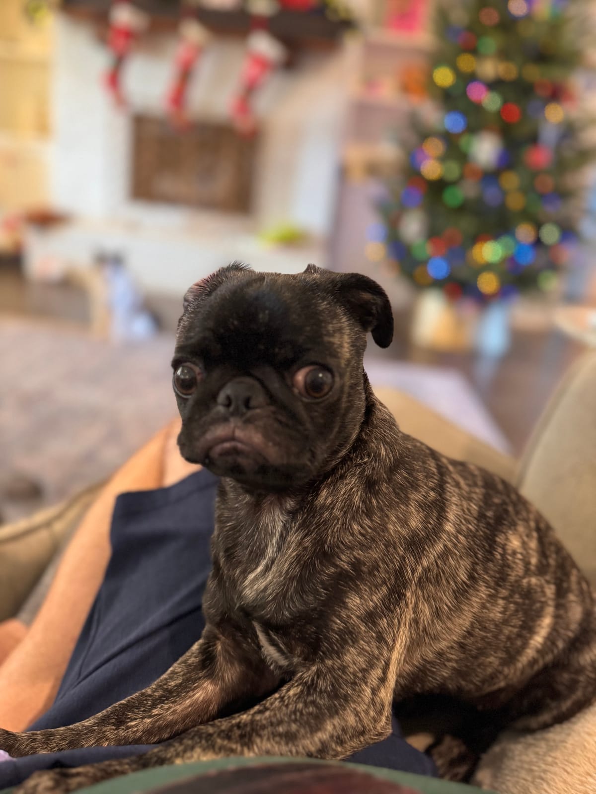 A pug puppy close up with a kitty photo bomb