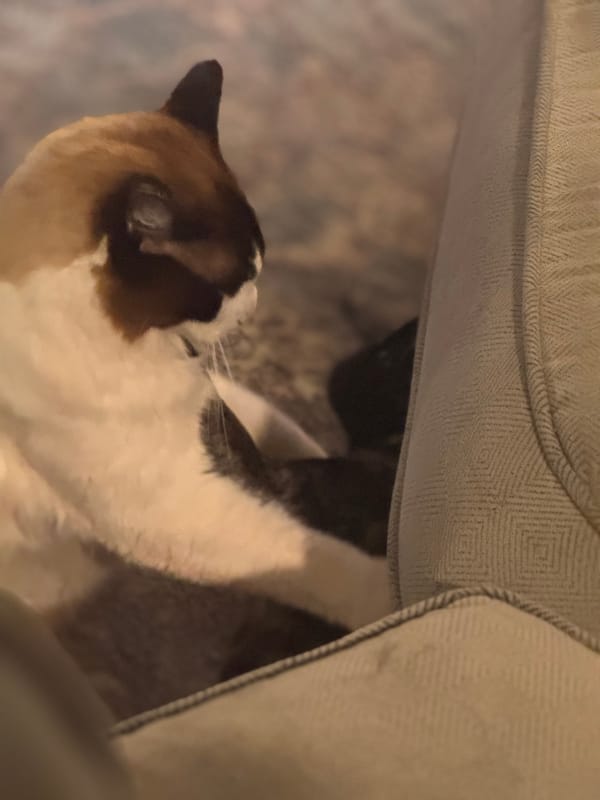 Internet organizing in the Time of Monsters