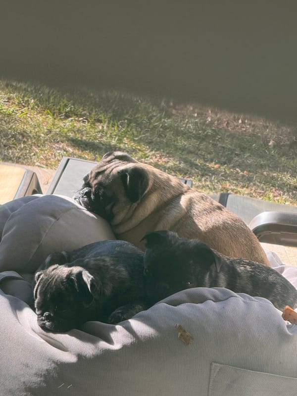 Veganism and Marxism Leninism: Liberation is Liberation